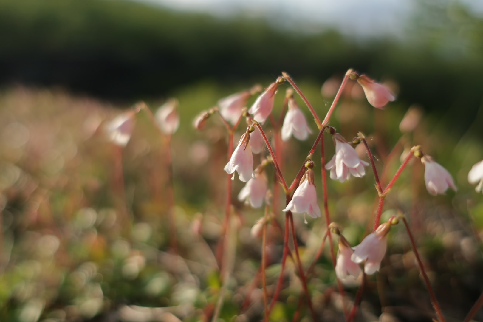 Linnea, smålands landskapsblomma